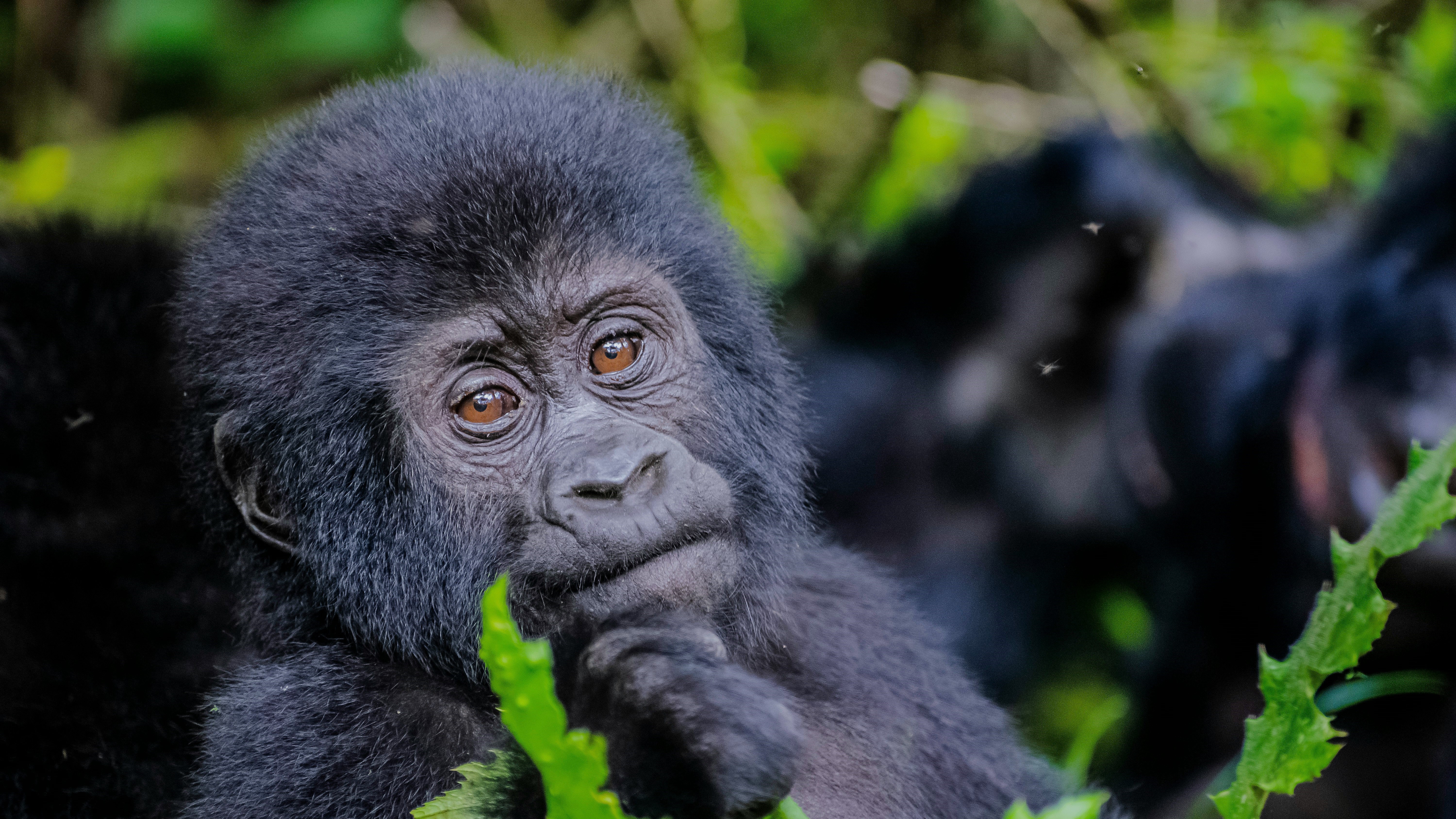 Rwanda