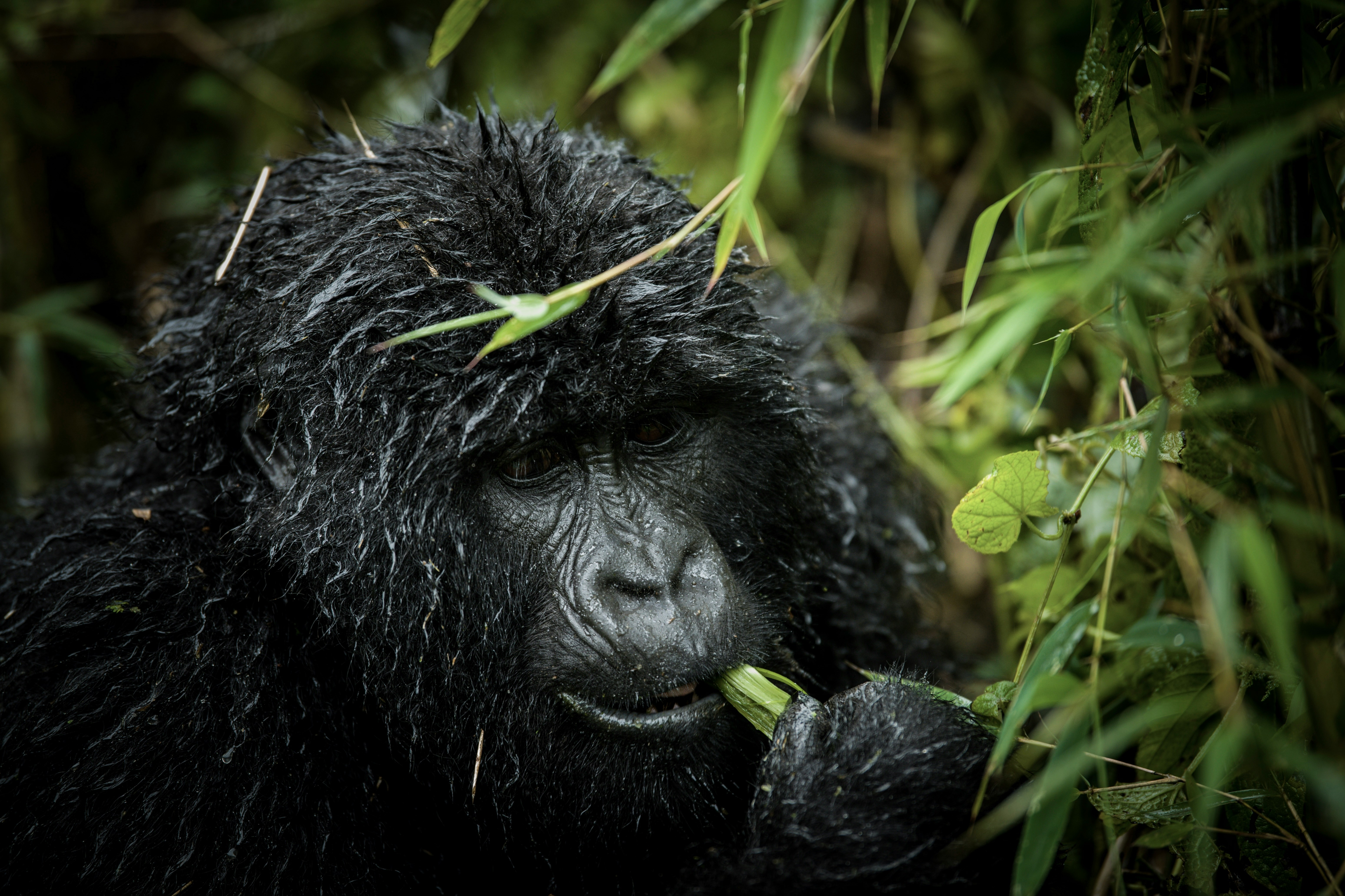 Monkeys and Great Apes